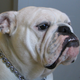 Perro de raza Bulldog